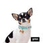 Gotoo Set de Coleira e Trela estampada verde para cães, , large Indicador imagem número 6