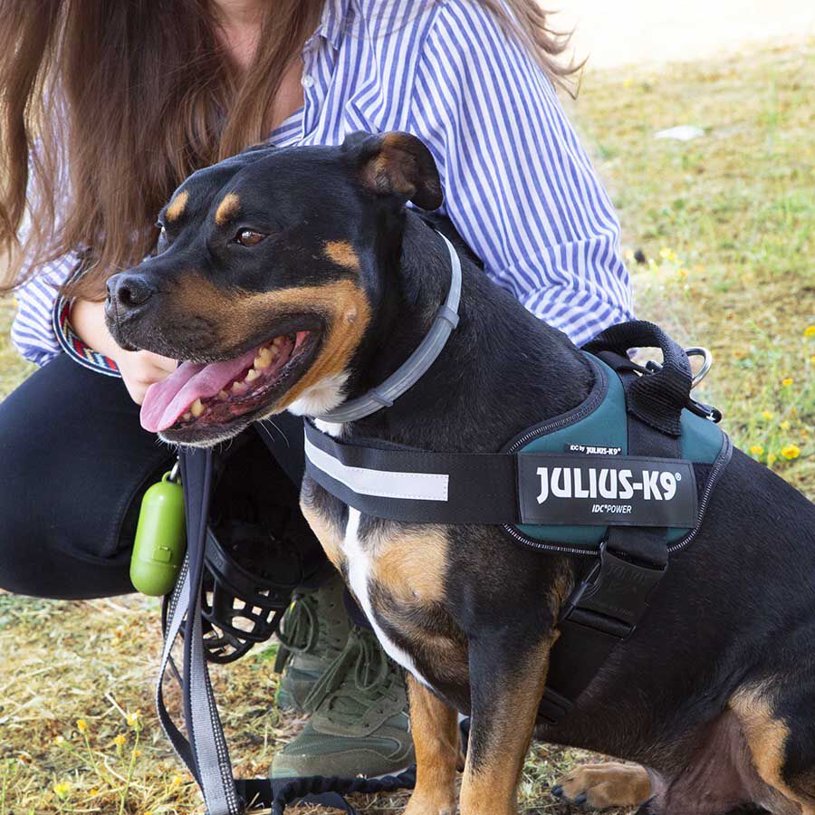 Julius K-9 IDC Peitoral Verde para c&atilde;es, , large Imagem n&uacute;mero 5