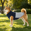 Gotoo Casaco Azul e Cinzento para c&atilde;es, , large Indicador imagem n&uacute;mero 1