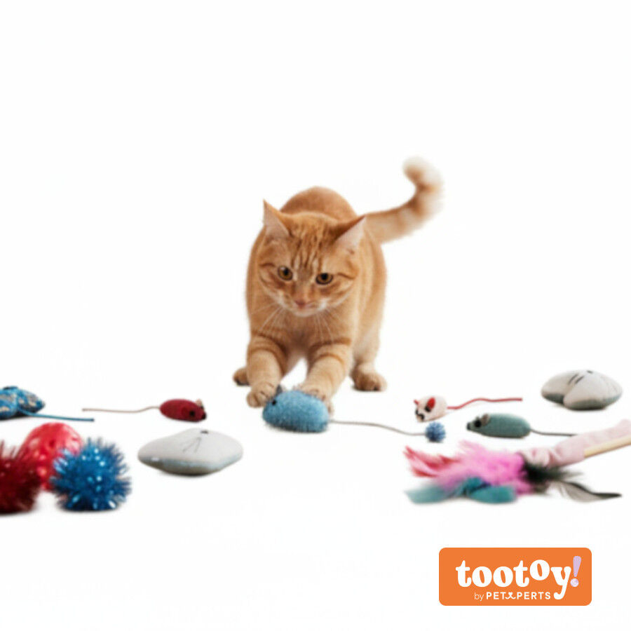 Tootoy! Kitten Caixa de presentes para gatinhos, , large Imagem n&uacute;mero 14