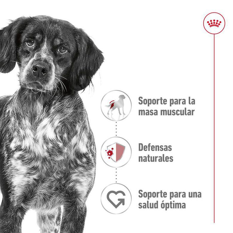15 kg Royal Canin Medium Adult ra&ccedil;&atilde;o para c&atilde;es, , large Imagem n&uacute;mero 5