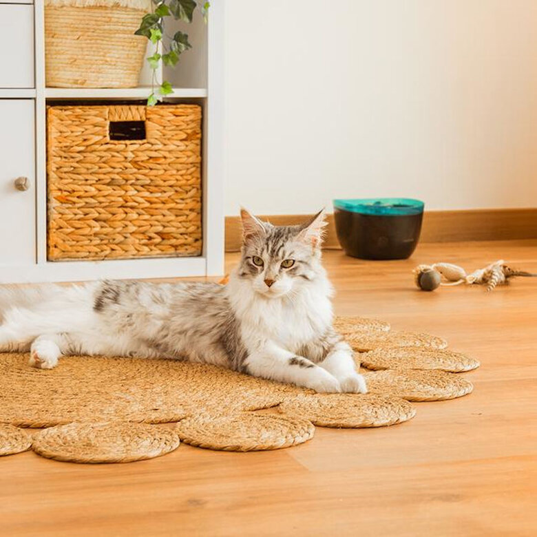 Cecotec Pumba 2200 Refresh Bebedouro Automático para cães e gatos,  Imagem número 10 Cecotec Pumba 2200 Refresh Bebedouro Automático para cães e gatos, , large Imagem número 10