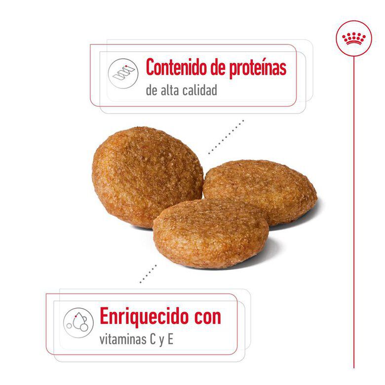 15 kg Royal Canin Medium Adult ra&ccedil;&atilde;o para c&atilde;es, , large Imagem n&uacute;mero 6