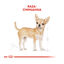 3 kg Royal Canin Adult Chihuahua ração para cães, , large Indicador imagem número 4