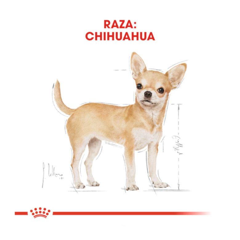 3 kg Royal Canin Adult Chihuahua ração para cães,  Imagem número 4 3 kg Royal Canin Adult Chihuahua ração para cães, , large Imagem número 4
