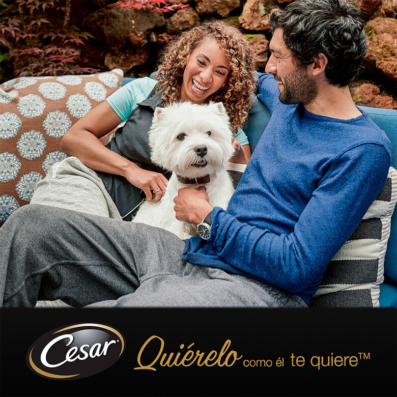 pienso_humedo_perros_cesar_pouche_senior_03_CES306102.jpg Imagem número 6 pienso_humedo_perros_cesar_pouche_senior_03_CES306102.jpg Imagem número 6