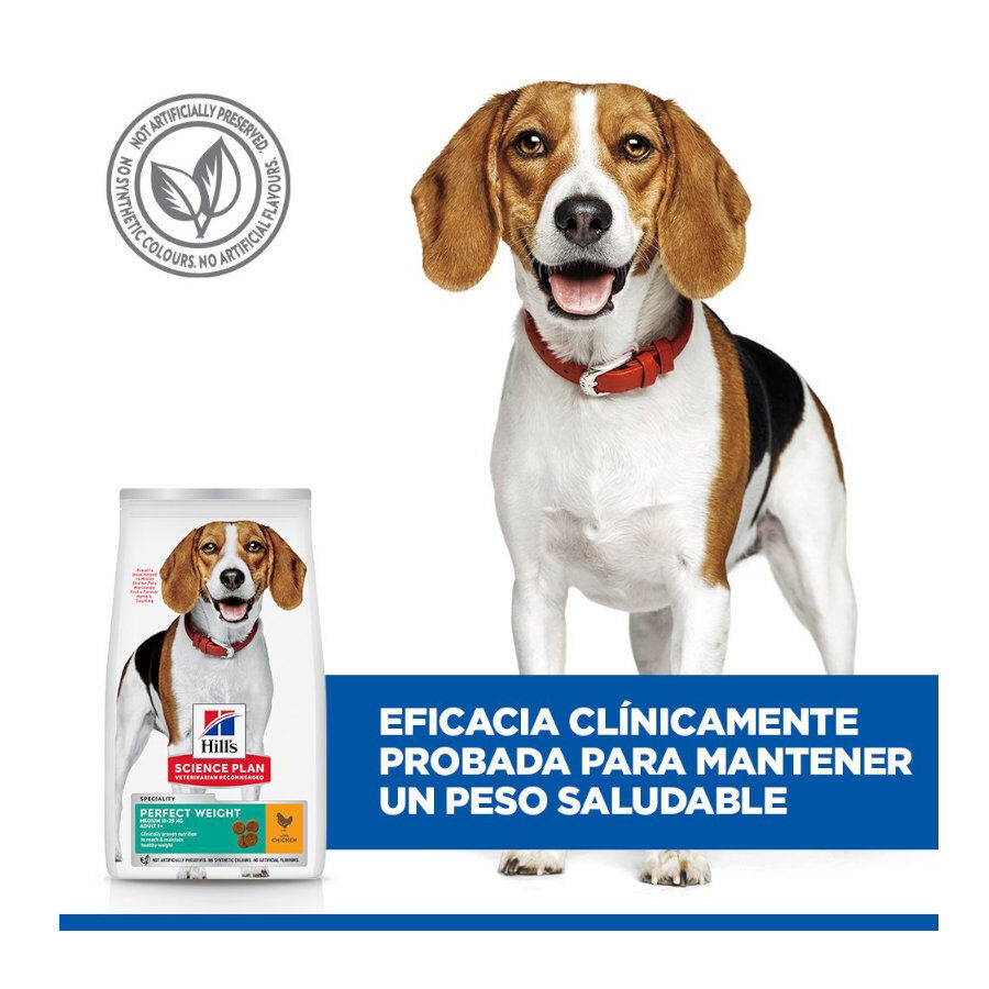 12 kg Hill's Science Plan Perfect Weight Adult Medium Frango ra&ccedil;&atilde;o para c&atilde;es, , large Imagem n&uacute;mero 8
