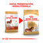 7.5 kg Royal Canin Adult Dachshund ração para cães, , large Indicador imagem número 3