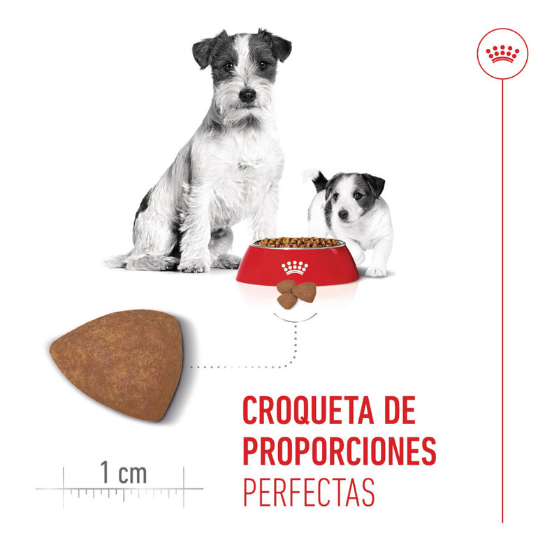 Royal Canin Mini Starter MothereBaby ração para cães,  Imagem número 5 Royal Canin Mini Starter MothereBaby ração para cães, , large Imagem número 5