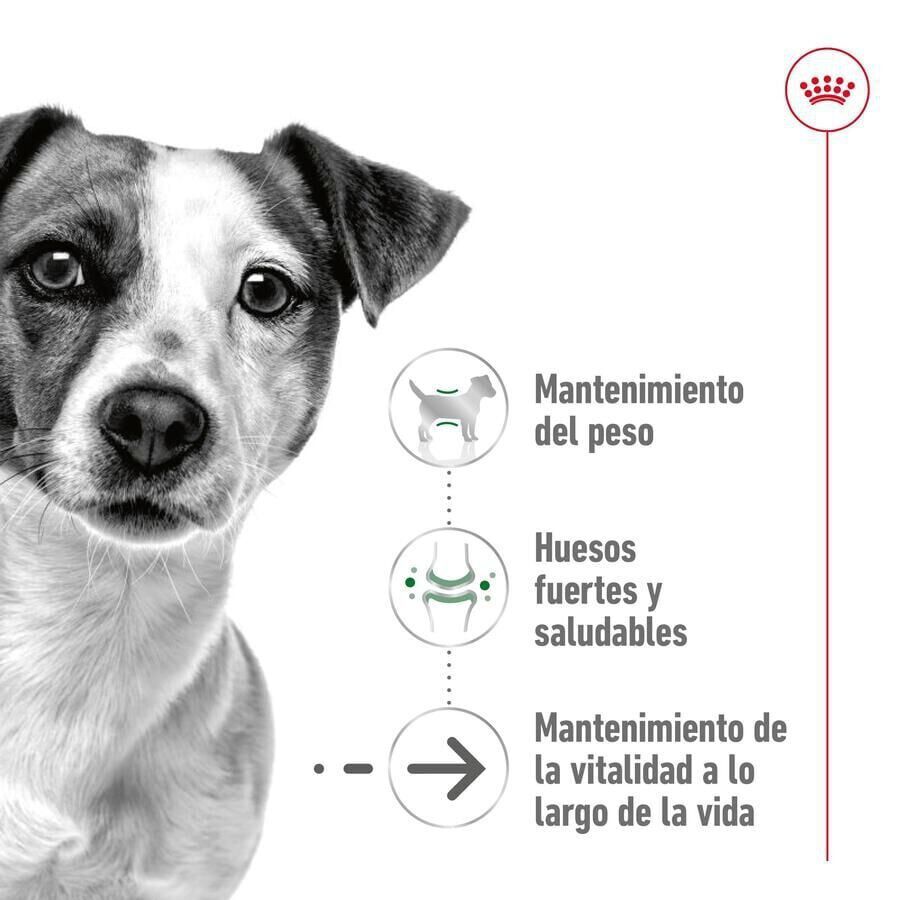 3.5 kg Royal Canin Mini 12+ Ageing ra&ccedil;&atilde;o para c&atilde;es, , large Imagem n&uacute;mero 5