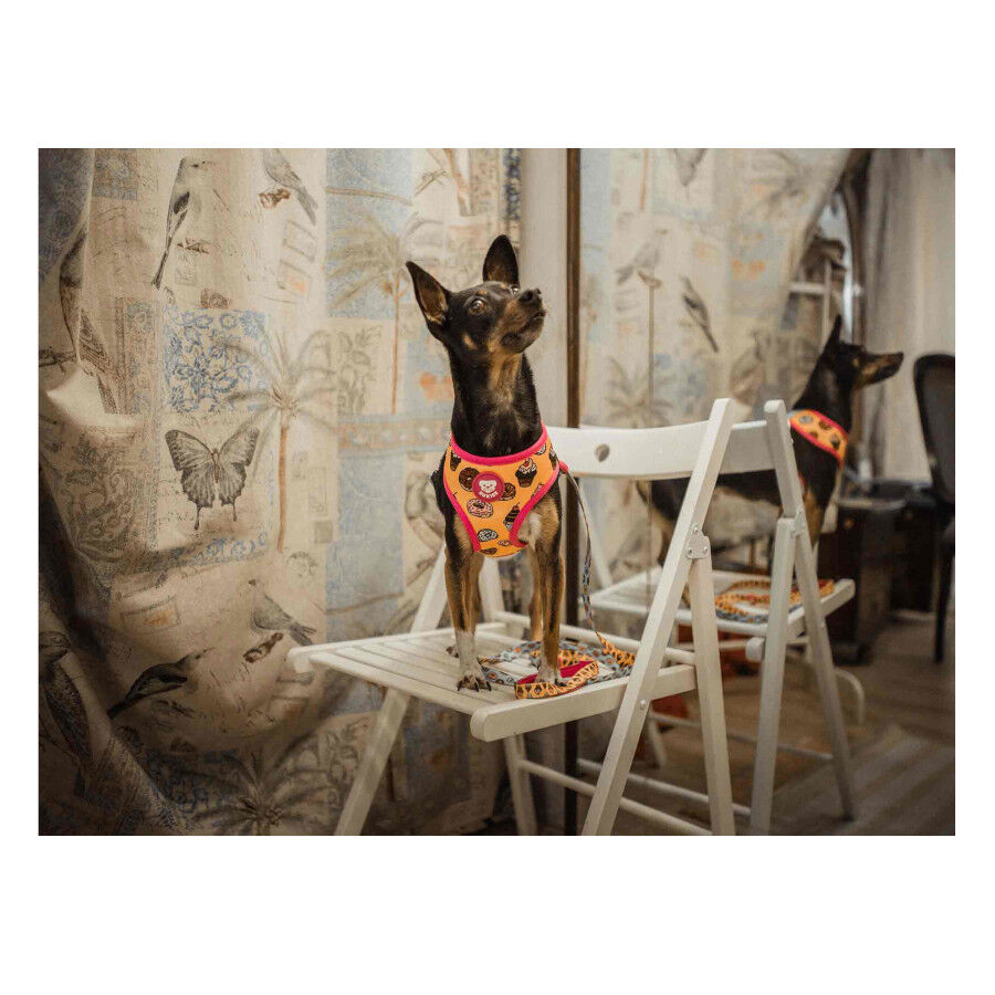 Dukier Peitoral Revers&iacute;vel com Estampado de Cupcakes & Donuts para c&atilde;es, , large Imagem n&uacute;mero 2