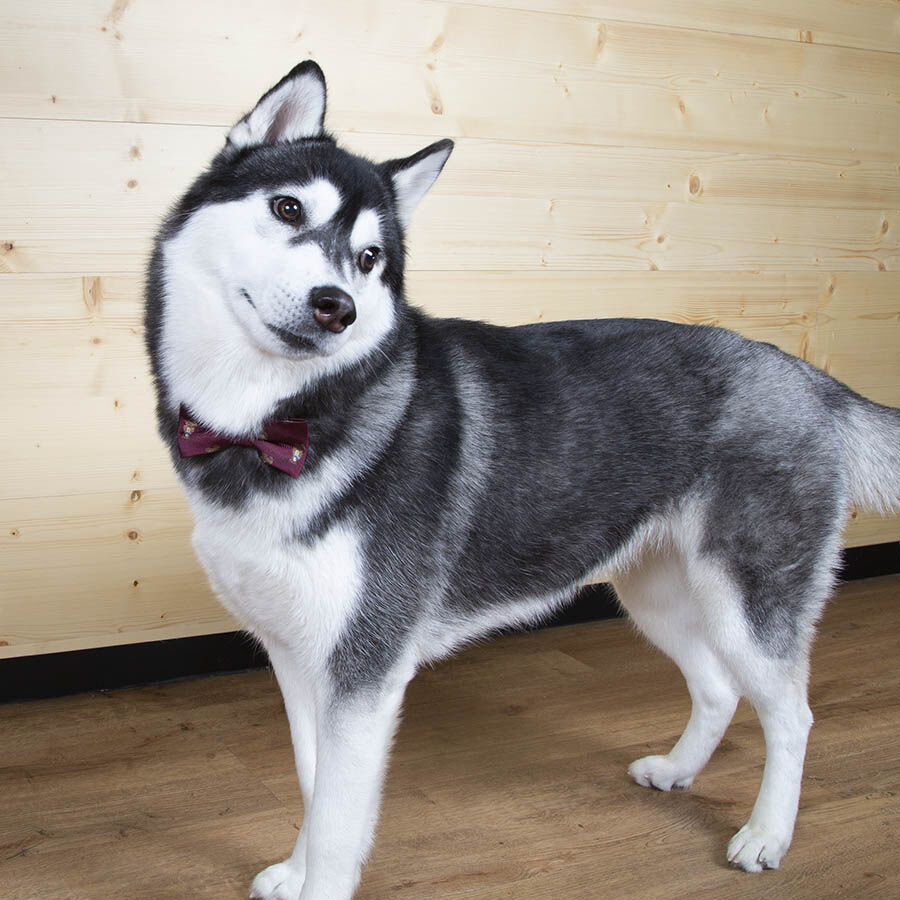 Guau Christmas La&ccedil;o vermelho de Natal para c&atilde;es, , large Imagem n&uacute;mero 5