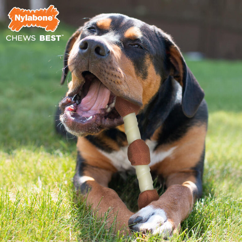 Nylabone Extreme Chew Shish Kebab Alternative Mordedor Resistente com Sabor a Frango para cães,  Imagem número 2 Nylabone Extreme Chew Shish Kebab Alternative Mordedor Resistente com Sabor a Frango para cães, , large Imagem número 2