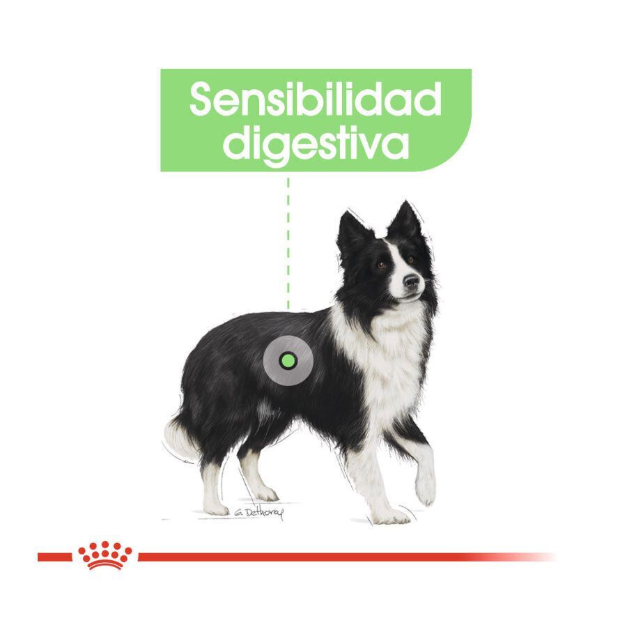12 kg Royal Canin Medium Digestive Care ra&ccedil;&atilde;o para c&atilde;es, , large Imagem n&uacute;mero 5