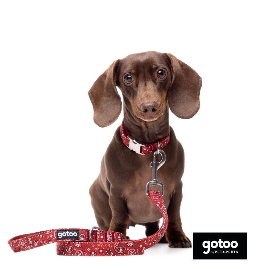 Gotoo Trela estampada de caxemira vermelha para c&atilde;o, , large Imagem n&uacute;mero 5