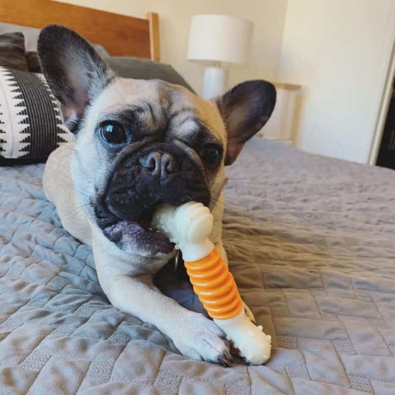 Nylabone Osso Mordedor Dentário com Sabor a Bacon para cães,  Imagem número 2 Nylabone Osso Mordedor Dentário com Sabor a Bacon para cães, , large Imagem número 2