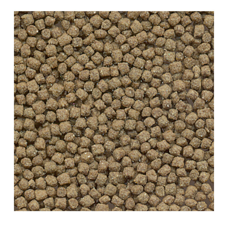 Flamingo Pet Plus Turtle comida de tartaruga,  Imagem número 2 Flamingo Pet Plus Turtle comida de tartaruga, , large Imagem número 2