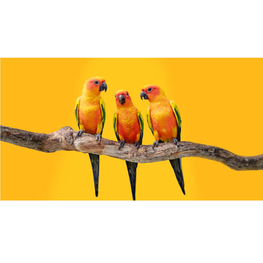 Beaphar XtraVital Mistura para cacatuas, , large Imagem n&uacute;mero 5