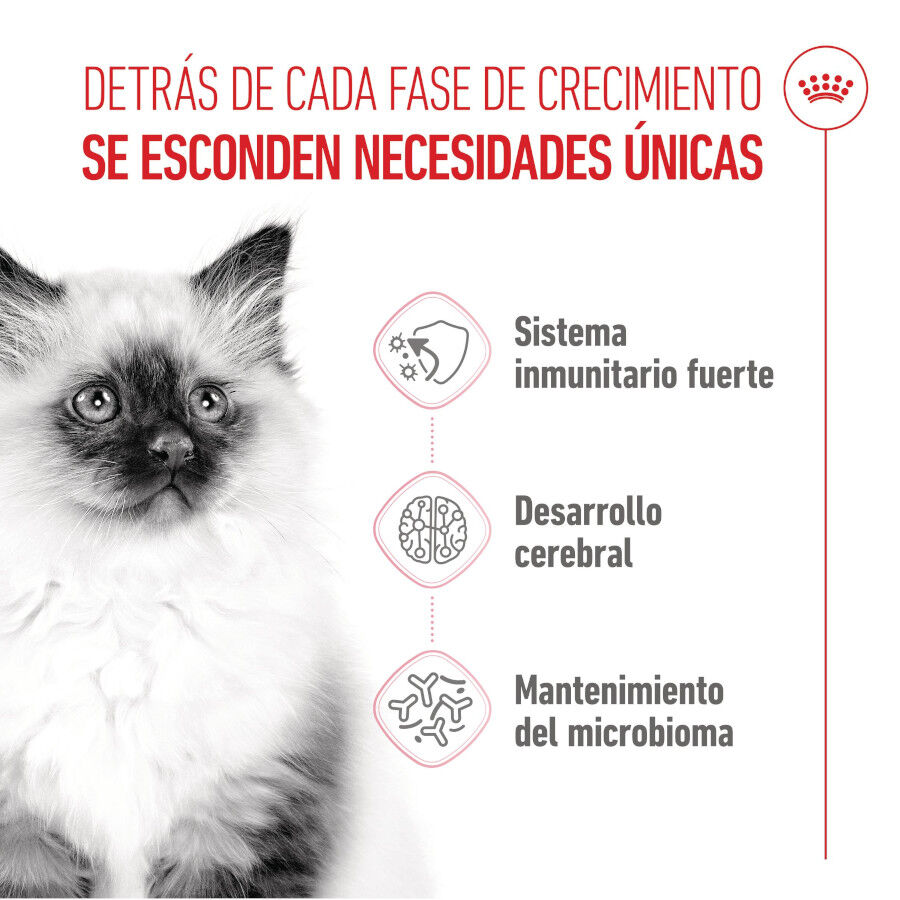 10 kg Royal Canin Kitten ra&ccedil;&atilde;o para gatos, , large Imagem n&uacute;mero 4