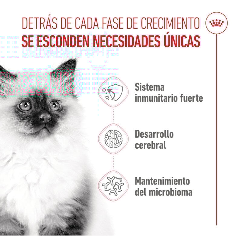 10 kg Royal Canin Kitten ração para gatos,  Imagem número 4 10 kg Royal Canin Kitten ração para gatos, , large Imagem número 4