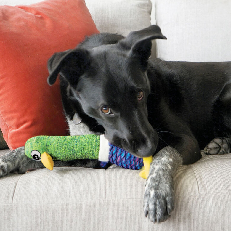 Kong Shakers Cuckoos Pássaro de brinquedo para cães,  Imagem número 4 Kong Shakers Cuckoos Pássaro de brinquedo para cães, , large Imagem número 4