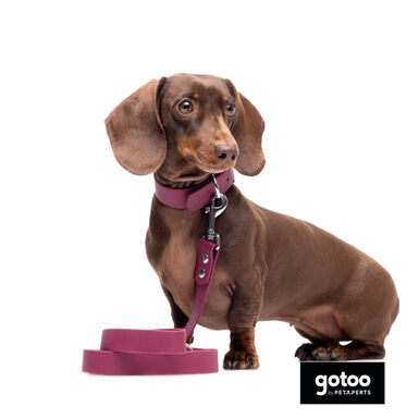 Gotoo Trela Biothane Vermelha Vinho para Cães