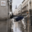 Gotoo Capa de Chuva Refletora Azul-Acinzentada para c&atilde;es, , large Indicador imagem n&uacute;mero 1