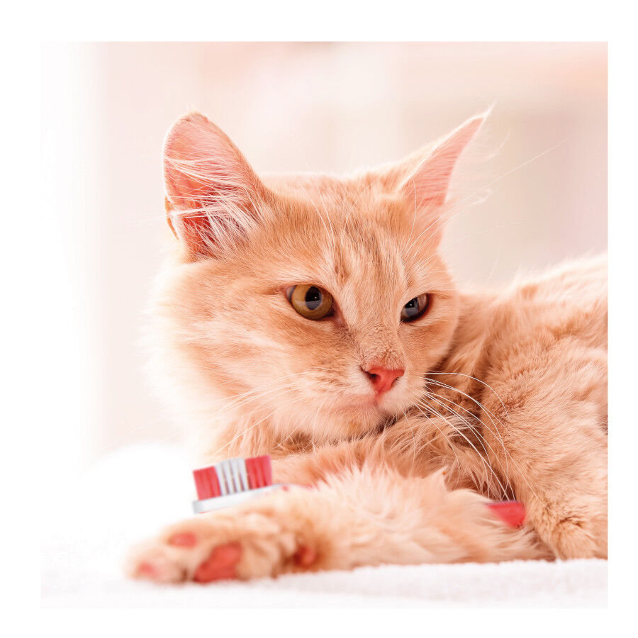 Beaphar Kit dent&aacute;rio para c&atilde;es, , large Imagem n&uacute;mero 6