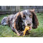 Nylabone Osso Mordedor Resistente com Sabor a Queijo para cães, , large Indicador imagem número 2