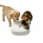 All For Paws Lifestyle Comedouro Autom&aacute;tico Branco para c&atilde;es e gatos, , large Indicador imagem n&uacute;mero 3