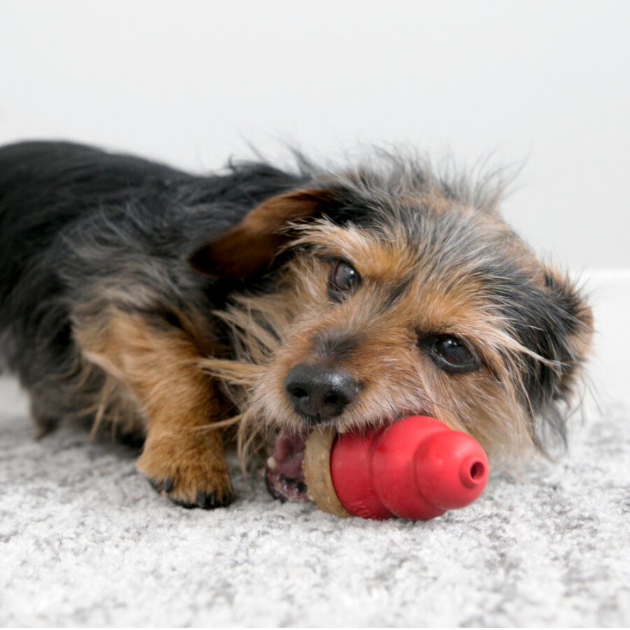 S &nbsp;Kong Cogumelo Marathon sabor a Frango para c&atilde;es, , large Imagem n&uacute;mero 3