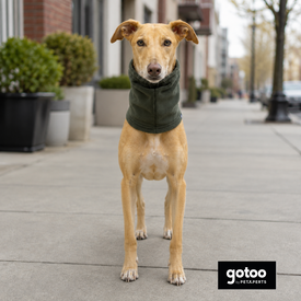 Gotoo Cachecol Polar Verde para c&atilde;es