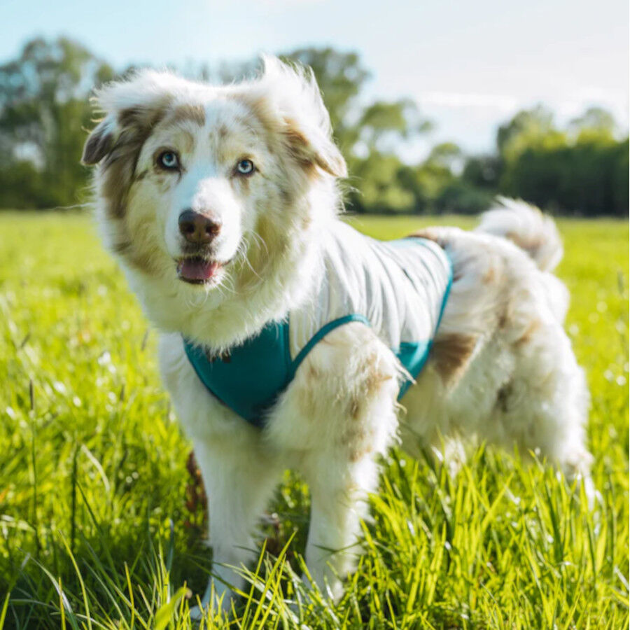 Non-stop Dogwear Colete Refrescante Pull-On Cinzento para c&atilde;es, , large Imagem n&uacute;mero 2