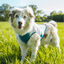 Non-stop Dogwear Colete Refrescante Pull-On Cinzento para c&atilde;es, , large Indicador imagem n&uacute;mero 2