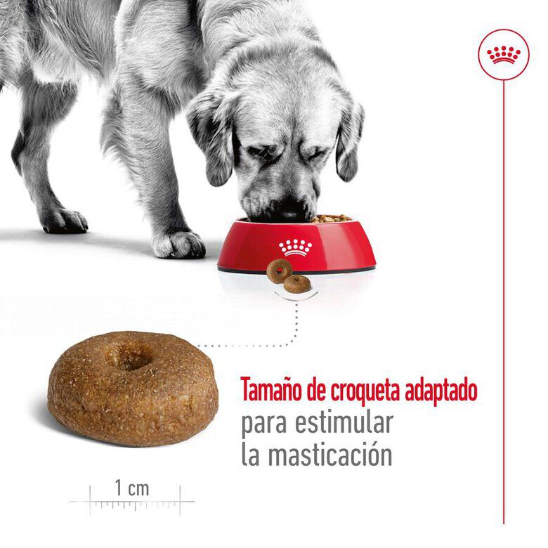 15 kg Royal Canin Maxi Ageing 8+ ra&ccedil;&atilde;o para c&atilde;es, , large Imagem n&uacute;mero 7
