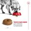 15 kg Royal Canin Maxi Ageing 8+ ração para cães, , large Indicador imagem número 7