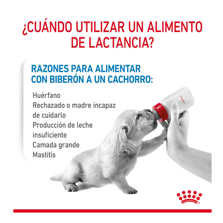 400 g Royal Canin Leite para o primeiro ano de cachorros, , large Imagem n&uacute;mero 4