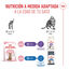 3.5 kg Royal Canin Kitten Sterilised ração para gatos , , large Indicador imagem número 7
