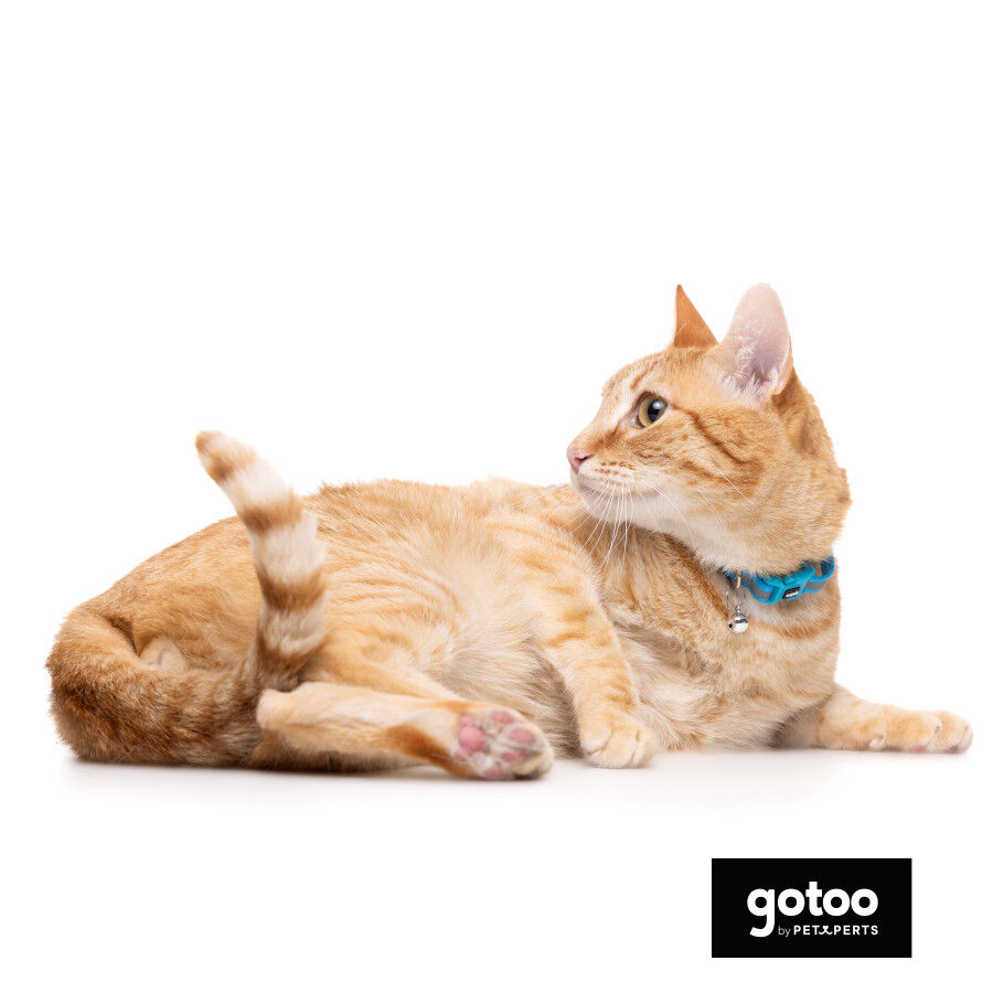 Gotoo Coleira nylon azul para gatos, , large Imagem n&uacute;mero 5