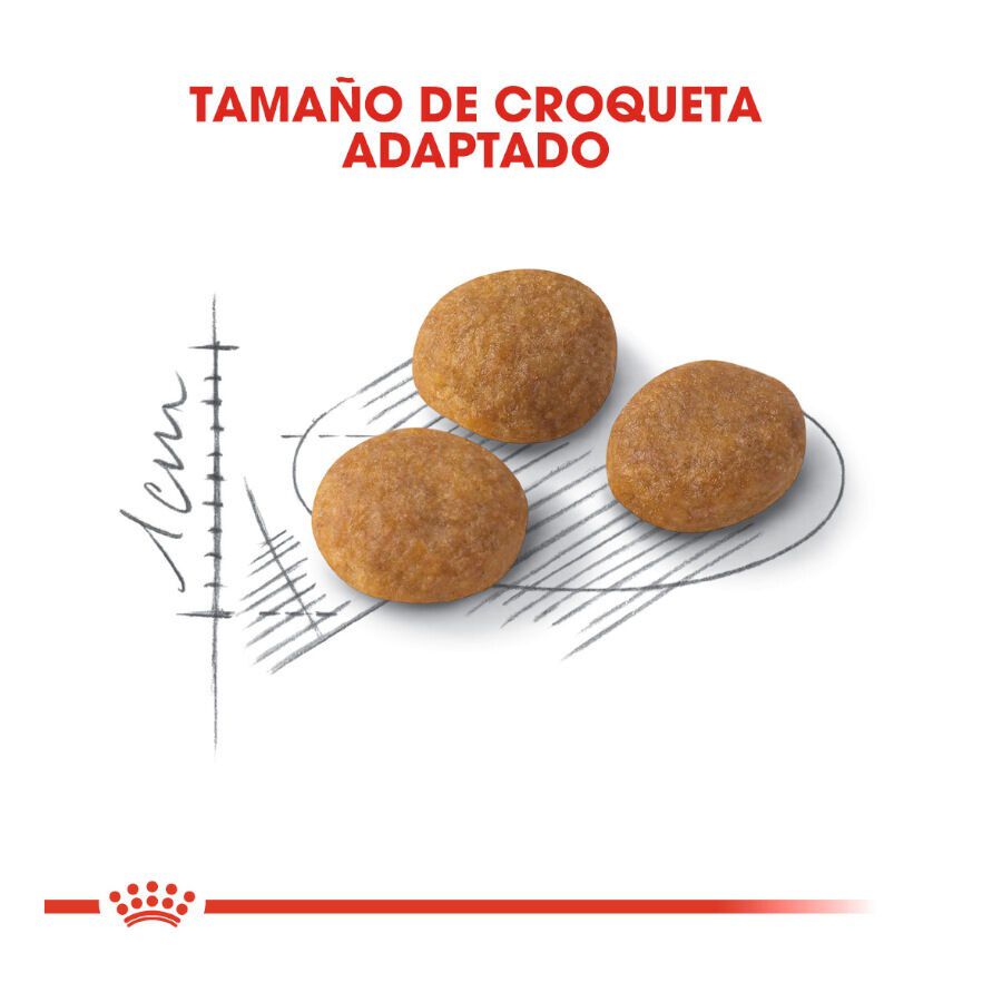 0.4 kg Royal Canin Adult Exigent Aroma ra&ccedil;&atilde;o para gatos, , large Imagem n&uacute;mero 3