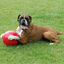 Coachi Boomer Ball bola para cães, , large Indicador imagem número 3