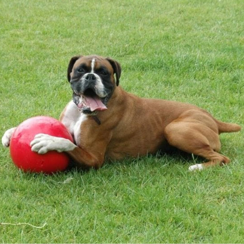 Coachi Boomer Ball bola para cães,  Imagem número 3 Coachi Boomer Ball bola para cães, , large Imagem número 3