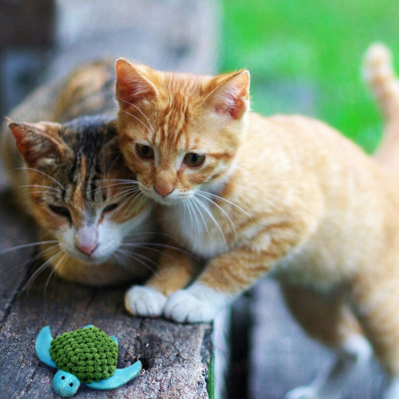 Kong Tartaruga Recarregável de Brinquedo para gatos ,  Imagem número 2 Kong Tartaruga Recarregável de Brinquedo para gatos , , large Imagem número 2