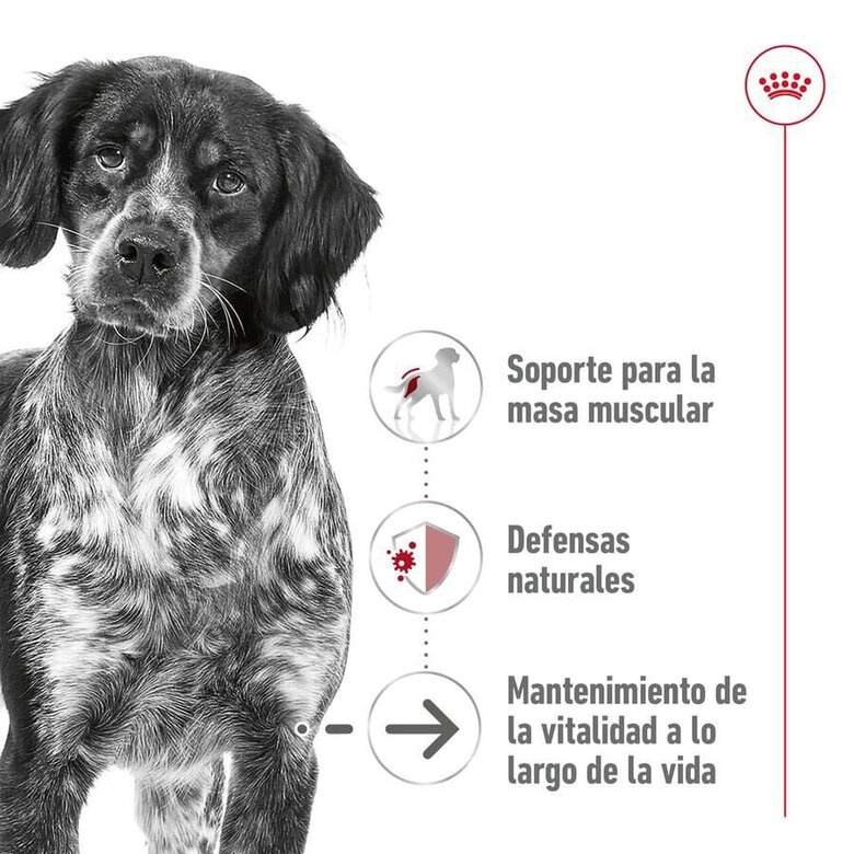 140 g Royal Canin Medium Ageing saquetas em molho para cães ,  Imagem número 3 140 g Royal Canin Medium Ageing saquetas em molho para cães , , large Imagem número 3