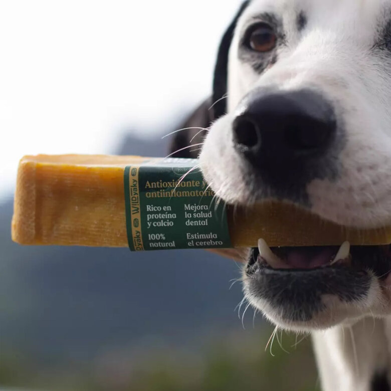 1 stick Wild Yaky Barra Mastigadora com Curcuma para cães,  Imagem número 2 1 stick Wild Yaky Barra Mastigadora com Curcuma para cães, , large Imagem número 2