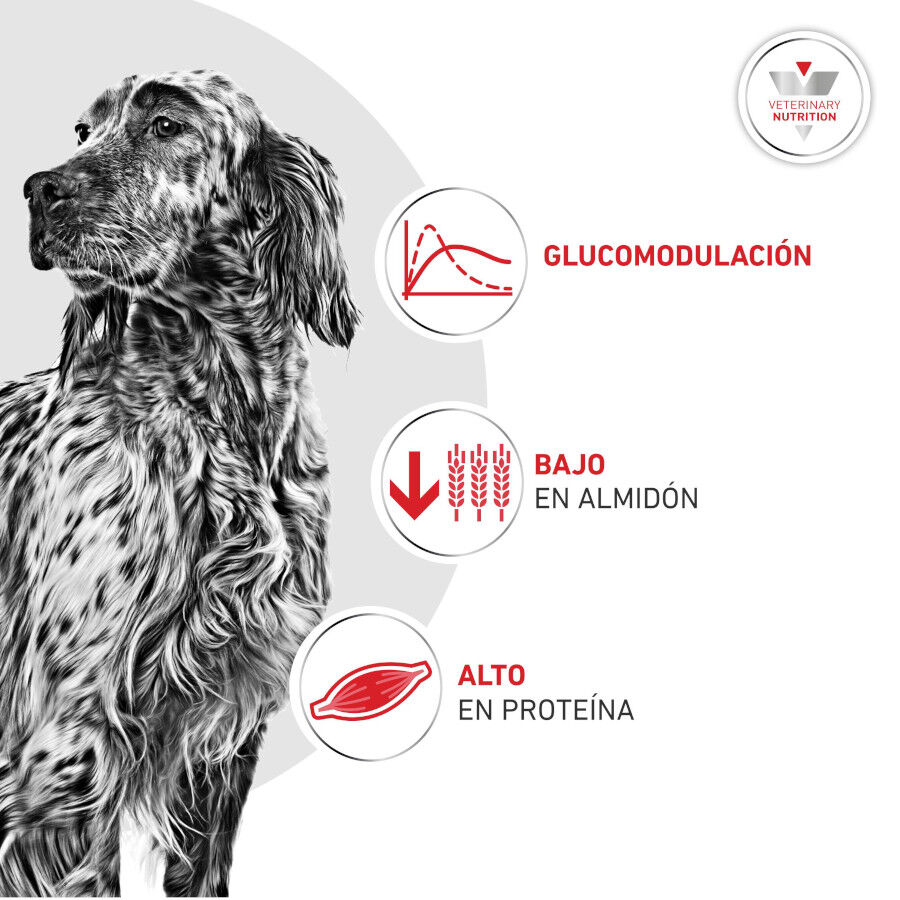 12 kg Royal Canin Veterinary Diabetic ra&ccedil;&atilde;o para c&atilde;es , , large Imagem n&uacute;mero 4