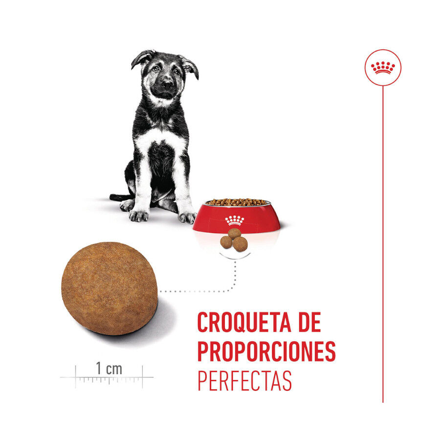 4 kg Royal Canin Puppy Maxi ra&ccedil;&atilde;o para c&atilde;es, , large Imagem n&uacute;mero 5