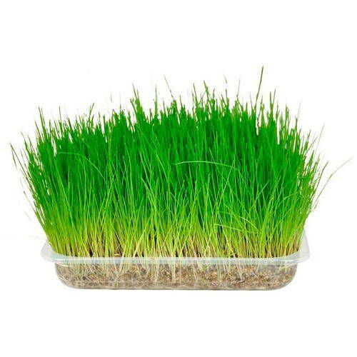 Flamingo hierba purgante para gatos Imagem n&uacute;mero 1