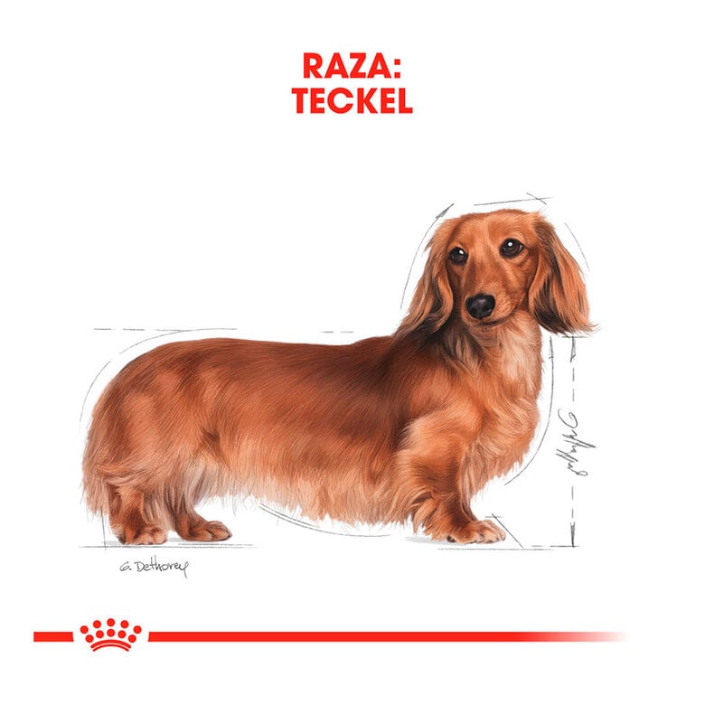 7.5 kg Royal Canin Adult Dachshund ração para cães,  Imagem número 6 7.5 kg Royal Canin Adult Dachshund ração para cães, , large Imagem número 6