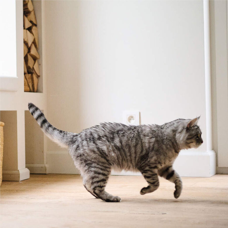 Beaphar CatComfort difusor de odor calmante e recarga para gatos, , large image number null